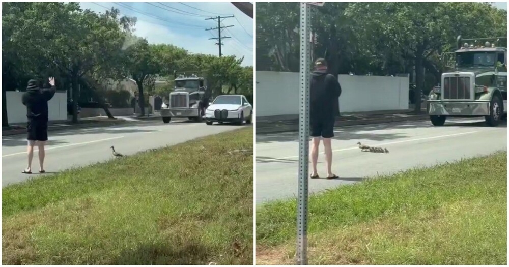 
        Мужчина помог утке перевести птенцов через дорогу    