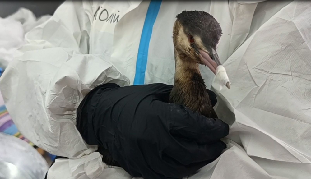 
        Чомга: птица года в&nbsp;России 2026    