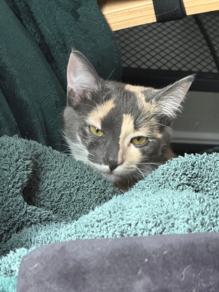 
        25+ пушистых мгновений радости, которые делают нашу жизнь счастливее    