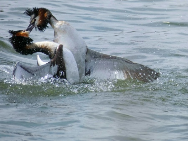 
        Чомга: птица года в&nbsp;России 2026    