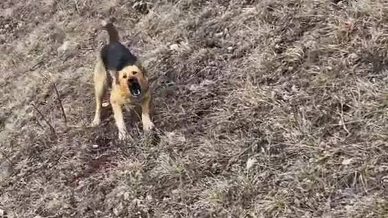 Фотограф отогнал собак от марала с помощью дрона
Фотограф отогнал собак от марала с помощью дрона