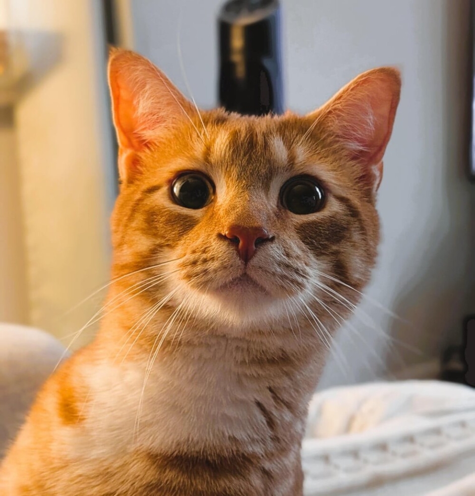 
        25+ пушистых мгновений радости, которые делают нашу жизнь счастливее    