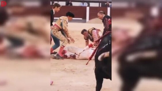 
        В&nbsp;Мадриде матадор получил тяжёлый удар от&nbsp;быка    