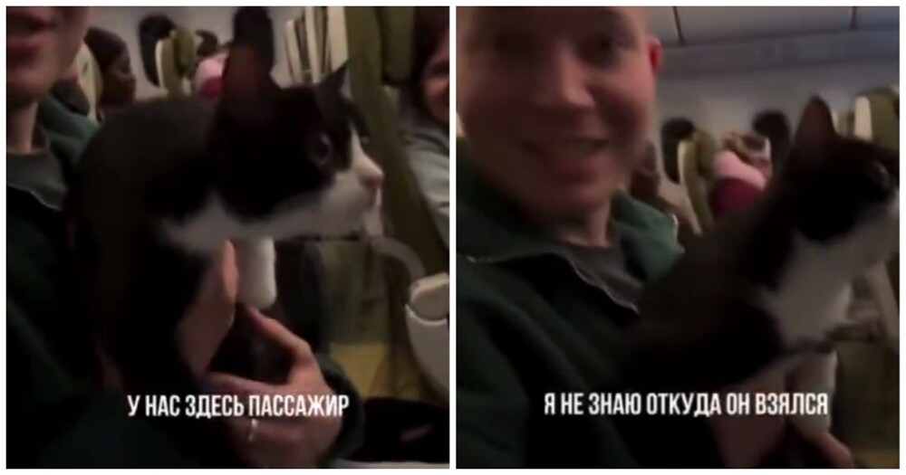 
        Парень поймал кота, гулявшего по&nbsp;салону самолета    