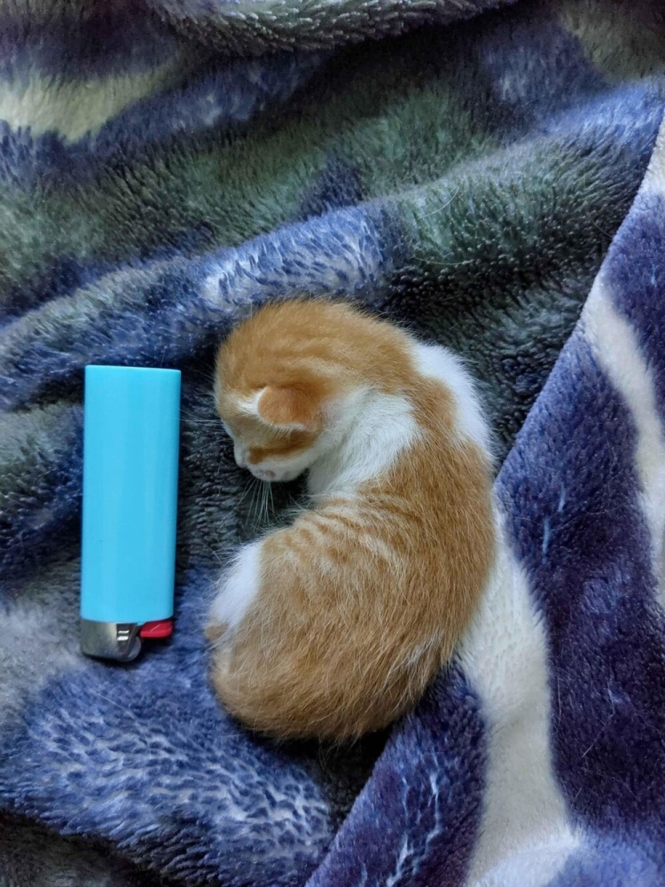 
        25&nbsp;фото очаровательных симпатяг, открытость которых растопит даже ледяное сердце    