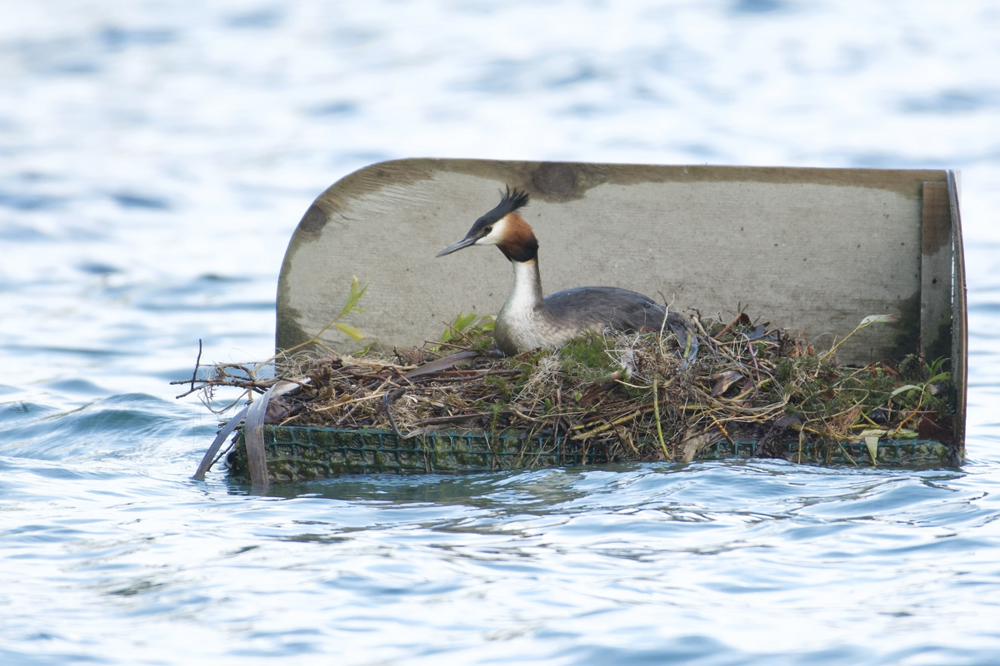
        Чомга: птица года в&nbsp;России 2026    