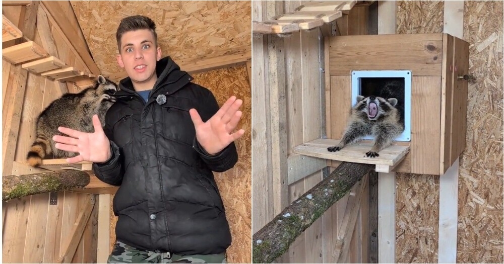 
        Почему еноты любят спать на&nbsp;высоте?    