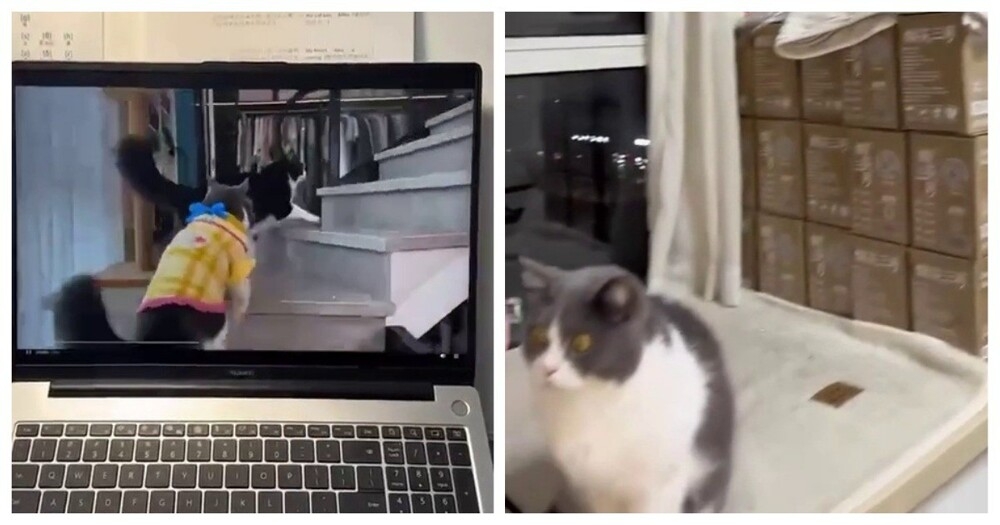 
        Кошка в&nbsp;шоке от&nbsp;нейросетевого видео    