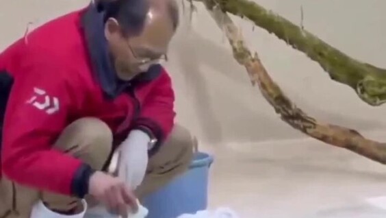 
        Морские выдры помогают работникам чистить бассейн    