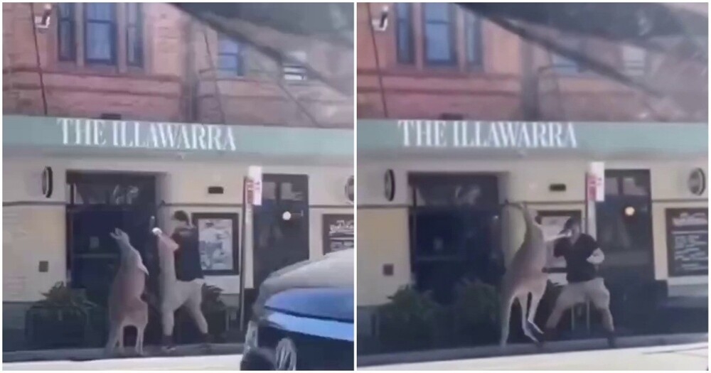 
        Жители Австралии выясняют отношения    