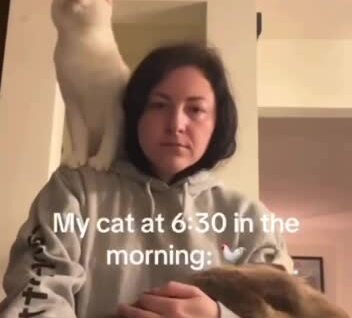 Кошки начали издавать необычные звуки
Кошки начали издавать необычные звуки