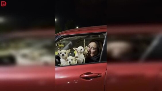 
        &laquo;Там&nbsp;не&nbsp;одна собака&raquo;: автомобиль оказался полон чихуахуа    