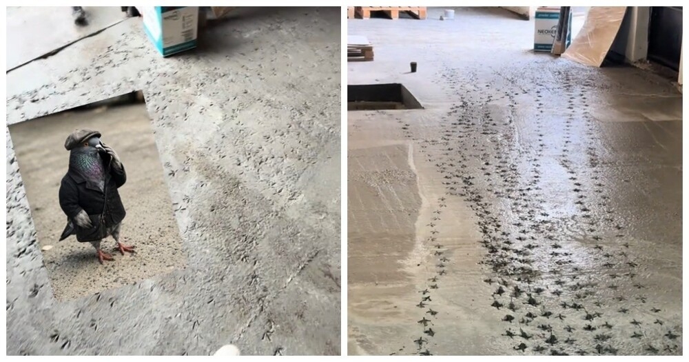 
        Голубь поговорил по&nbsp;телефону    