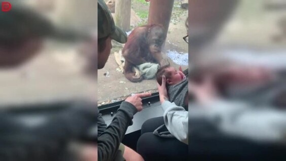 
        Орангутан очень странно отреагировал на&nbsp;ребёнка    