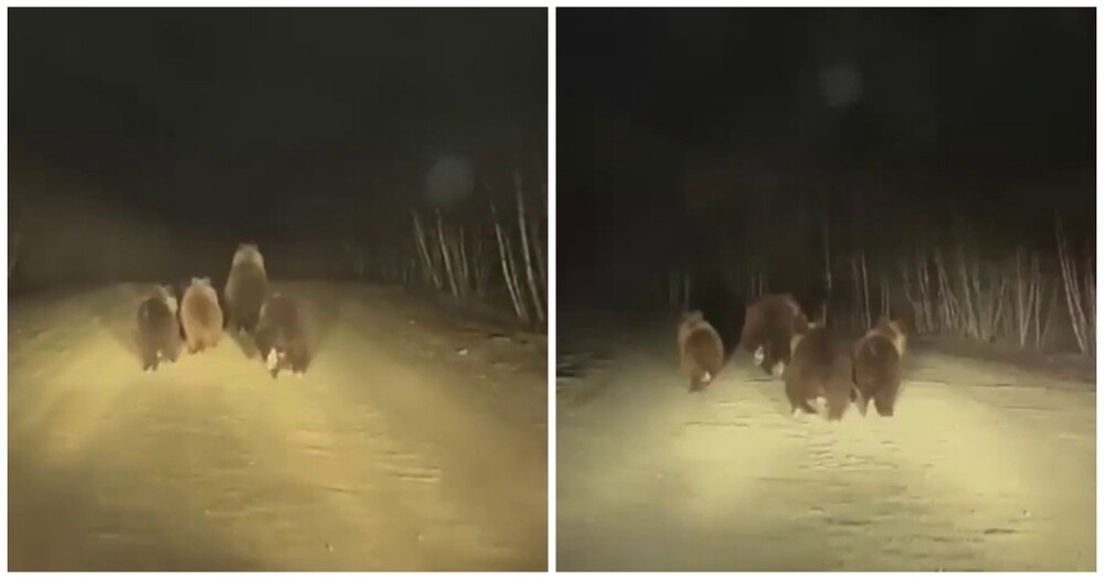 
        Медвежье семейство устроило забег по&nbsp;дороге в&nbsp;Башкирии    