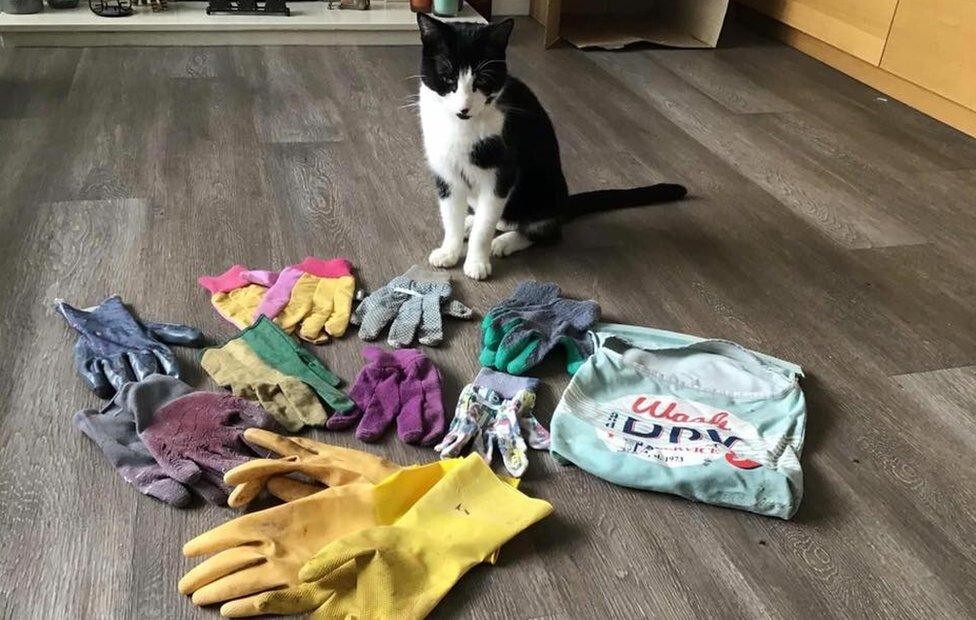 
        25&nbsp;фото котов, которые раскрасят яркими красками даже самый пасмурный день    