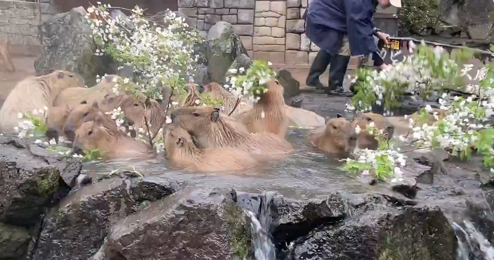 
        Капибары купаются в&nbsp;горячем источнике    