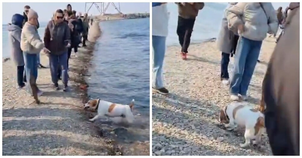 
        Пёс&nbsp;поймал рыбу    