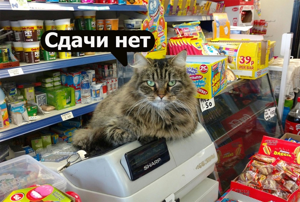 
        Зоологи объяснили, зачем кошки приносят хозяевам случайные предметы    