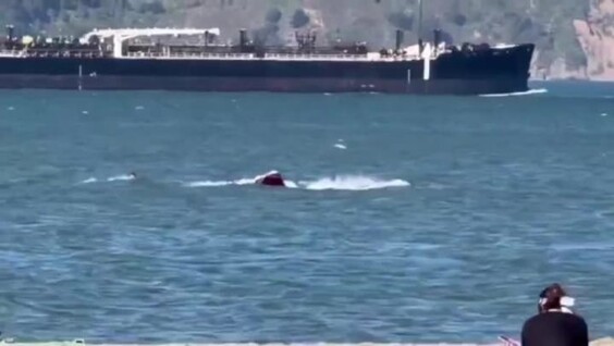 
        Виндсерфер врезался в&nbsp;кита в&nbsp;США    