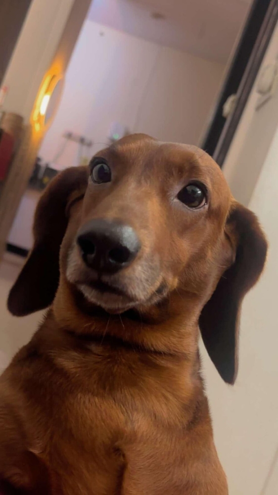 
        30+ животных, которые не&nbsp;знают о&nbsp;существовании проблем    