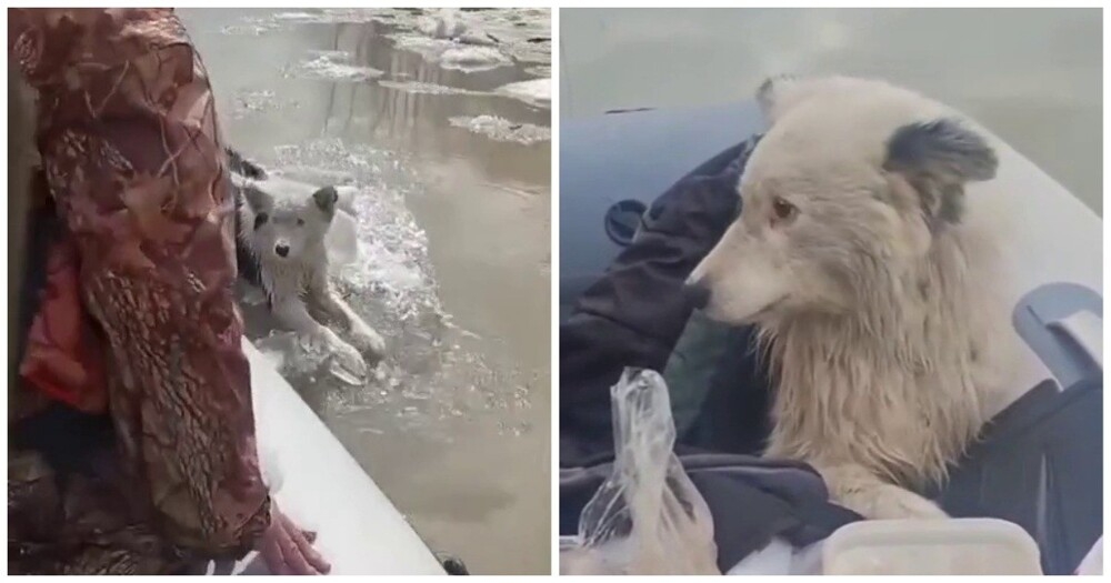 
        Рыбаки спасли собаку, дрейфовавшую на&nbsp;льдине    