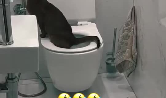 
        Когда приучили кота к&nbsp;унитазу    