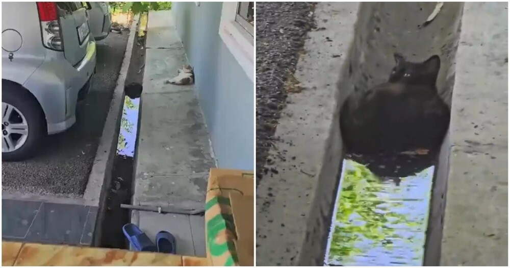 Кошка выбрала необычное место для сна
Кошка выбрала необычное место для сна