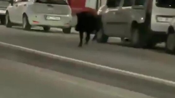 
        Кабан устроил переполох в&nbsp;турецком городе    