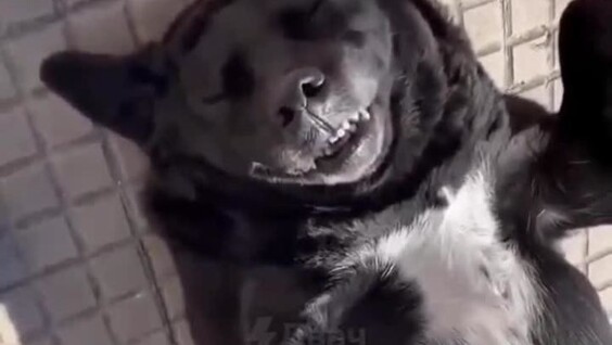 
        Собака принимает солнечные ванны    