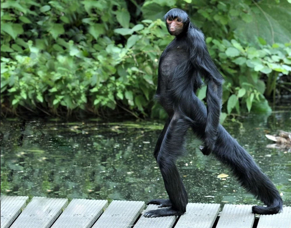 
        Паукообразные обезьяны: их&nbsp;хвост стал полноценной третьей рукой    