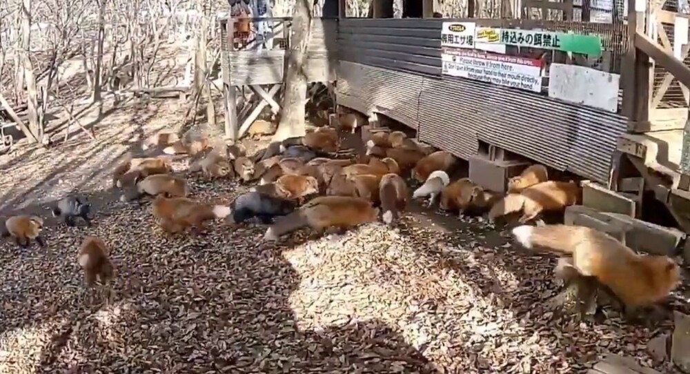 
        Обстановка в&nbsp;деревне лис&nbsp;в&nbsp;Японии    