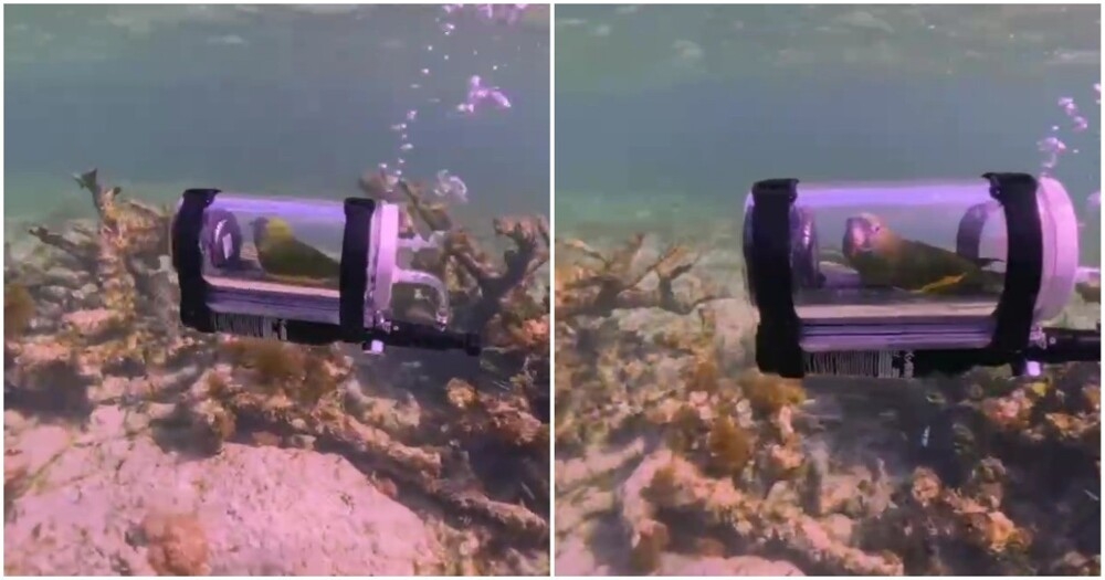 Попугай плавает в мини-батискафе
Попугай плавает в мини-батискафе