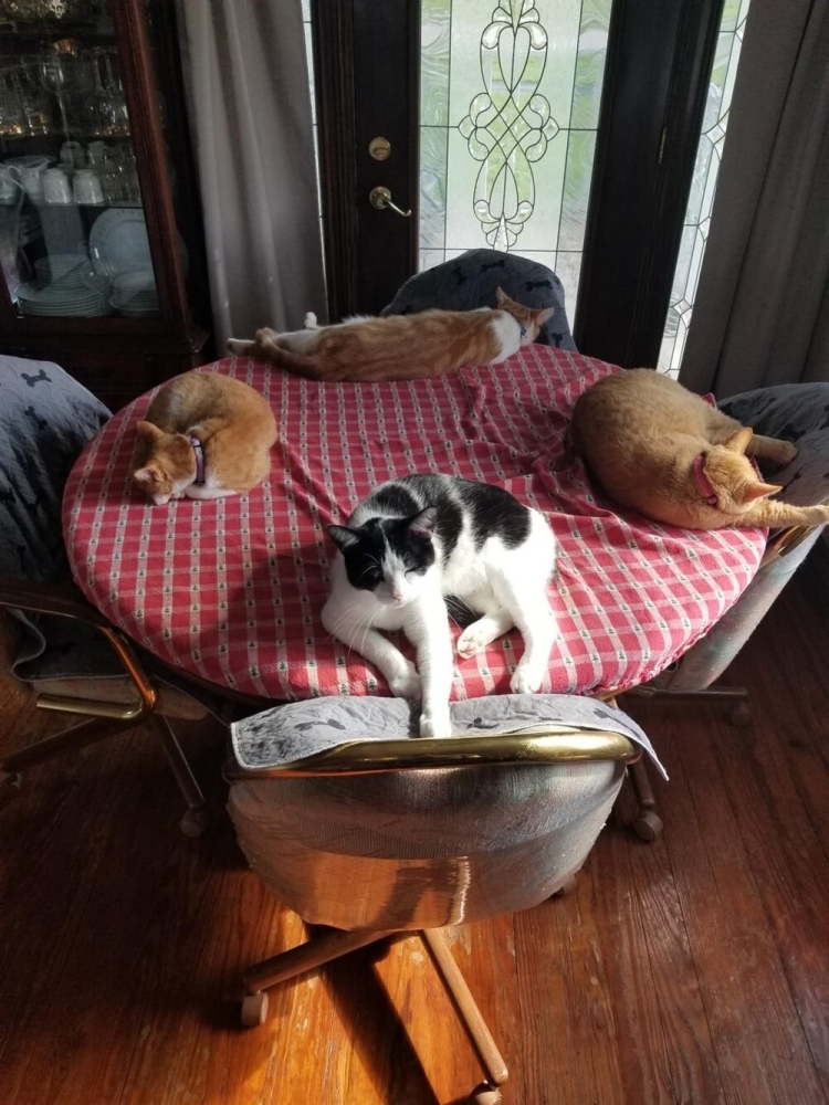 
        25&nbsp;фото котов, которые раскрасят яркими красками даже самый пасмурный день    