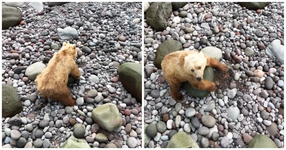 
        Медведь-краболов на&nbsp;Курилах    