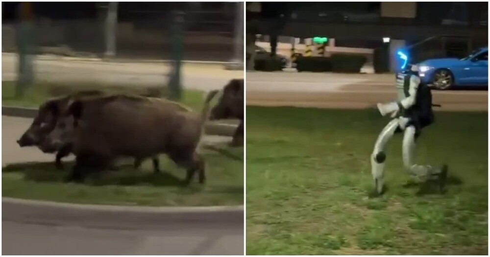 
        Робот гоняется за&nbsp;кабанами    