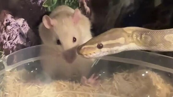 
        Питон и&nbsp;крыса неожиданно &laquo;подружились&raquo; и&nbsp;стали жить вместе    