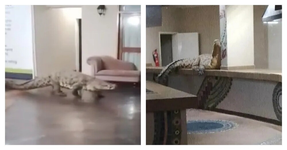 
        Крокодил посетил ресторан при&nbsp;отеле в&nbsp;Африке    