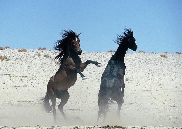 
        Тайна диких лордов Намиба    