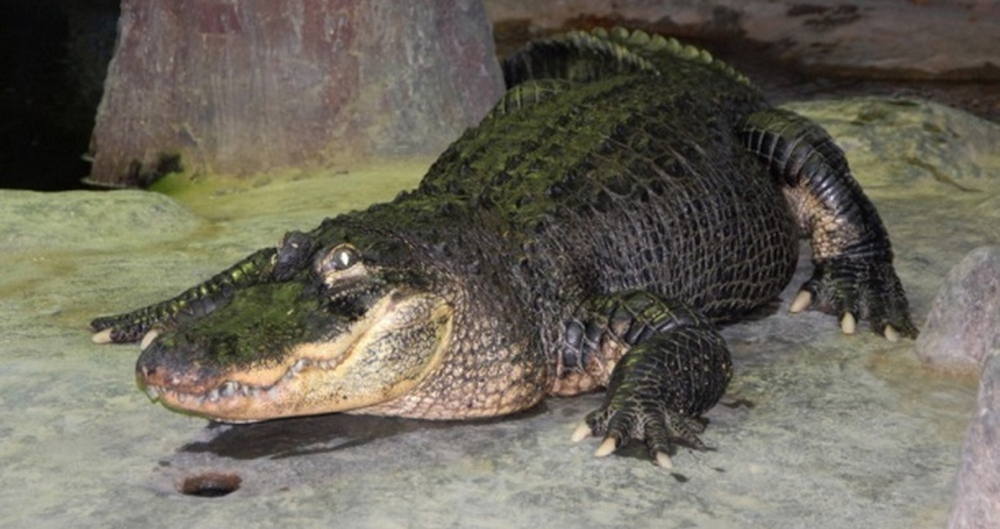 
        Аллигатор Гитлера: 3&nbsp;года выживал на&nbsp;руинах Берлина, попал в&nbsp;СССР и&nbsp;обрёл славу    