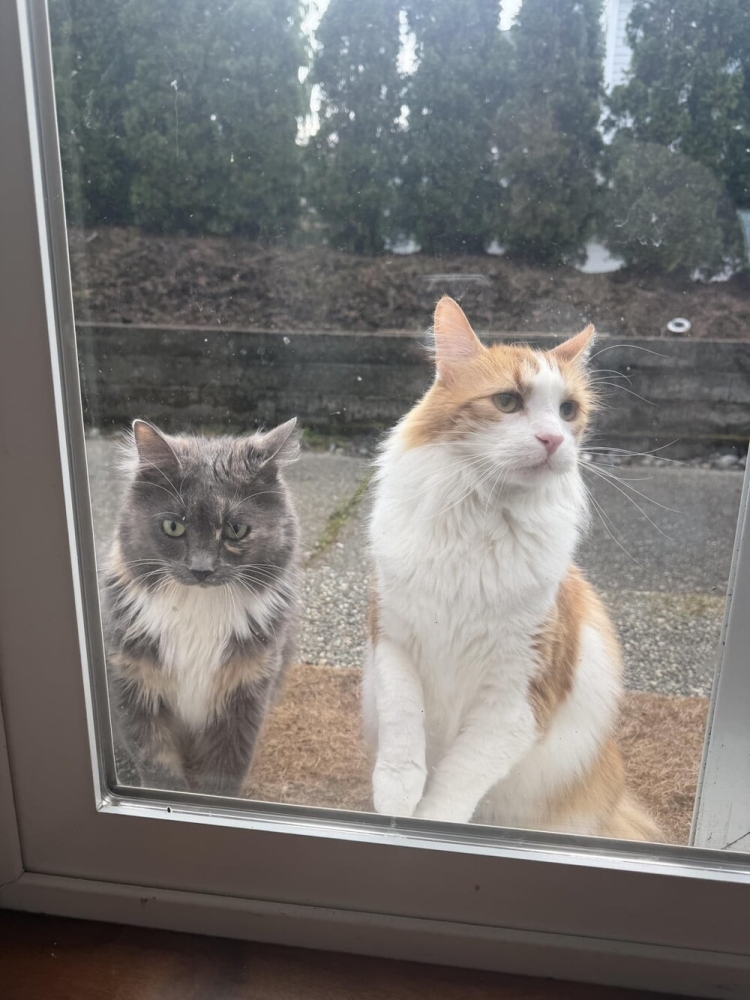 
        25+ пушистых мгновений радости, которые делают нашу жизнь счастливее    