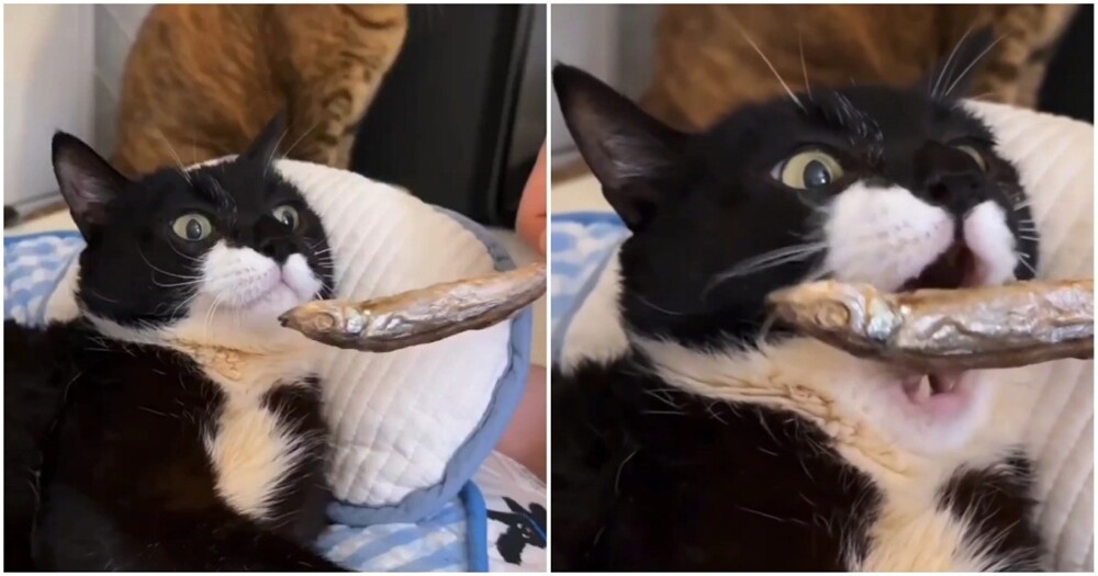 
        Хозяин кормит своего особенного кота    