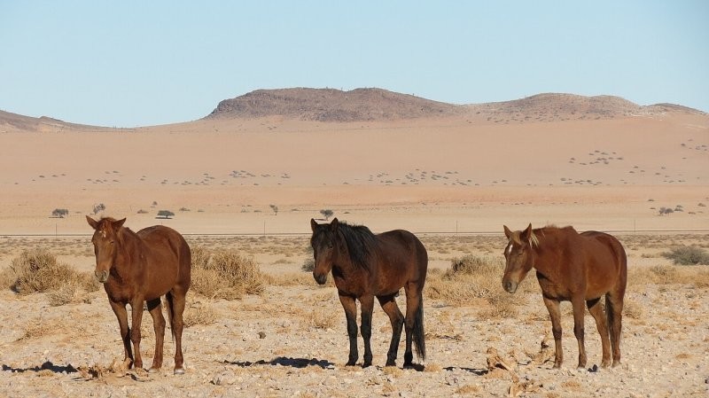 
        Тайна диких лордов Намиба    