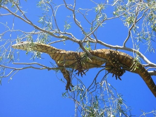
        Перенти: варан-переросток убивает хвостом, ядом и&nbsp;скоростью    
