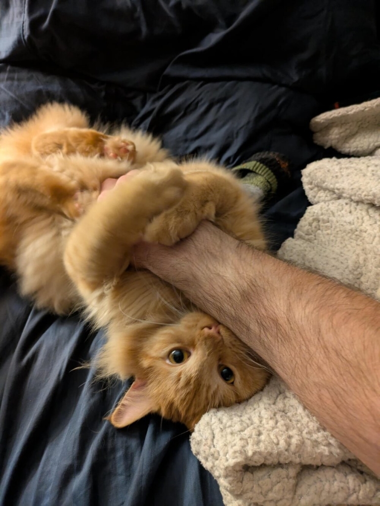 
        25+ пушистых мгновений радости, которые делают нашу жизнь счастливее    