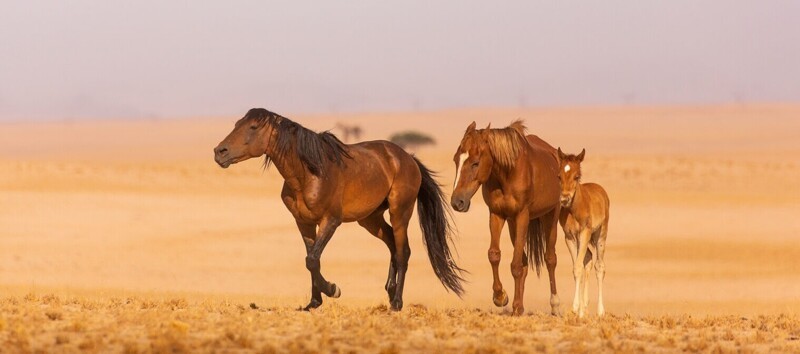 
        Тайна диких лордов Намиба    