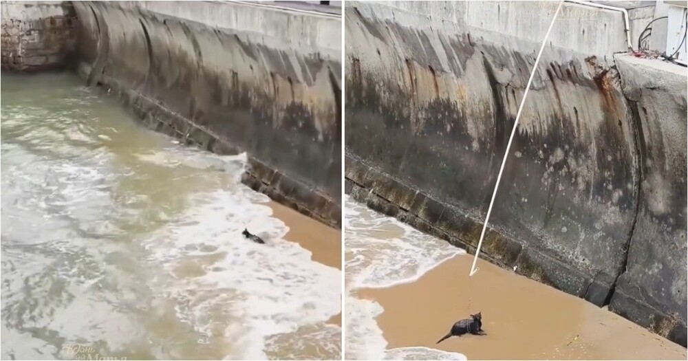 
        Очевидцы спасли кошку, упавшую в&nbsp;море    