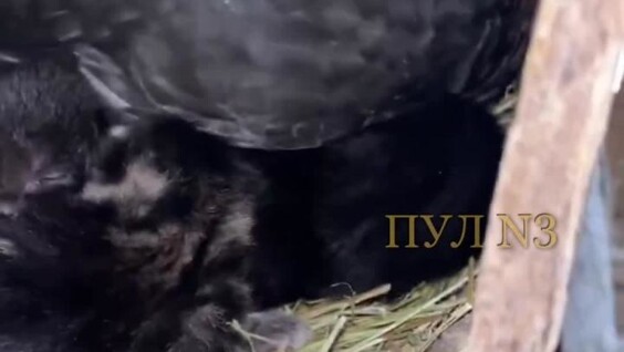 
        В&nbsp;США&nbsp;кошка и&nbsp;куры разделили один курятник    