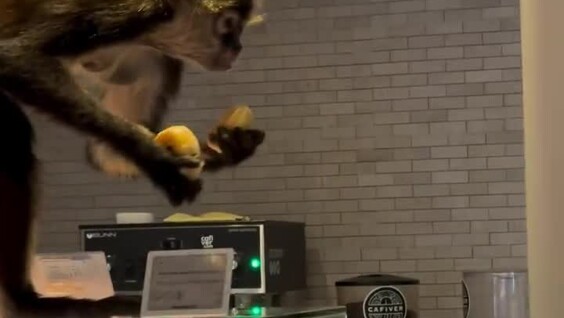 
        Обезьяна украла пончики    