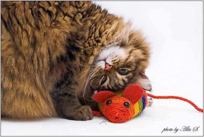 Подборка прикольных фото №3934